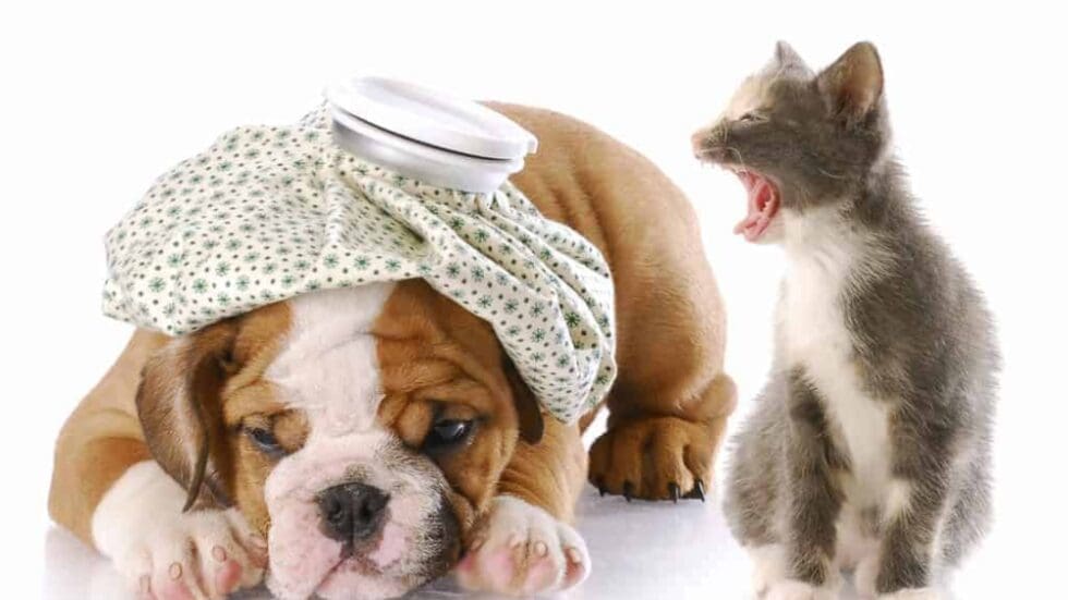 Stop Cat Meowing: 6 Ways to Silence Loud Mouth Cats - How To Stop Cat Meowing Loudly