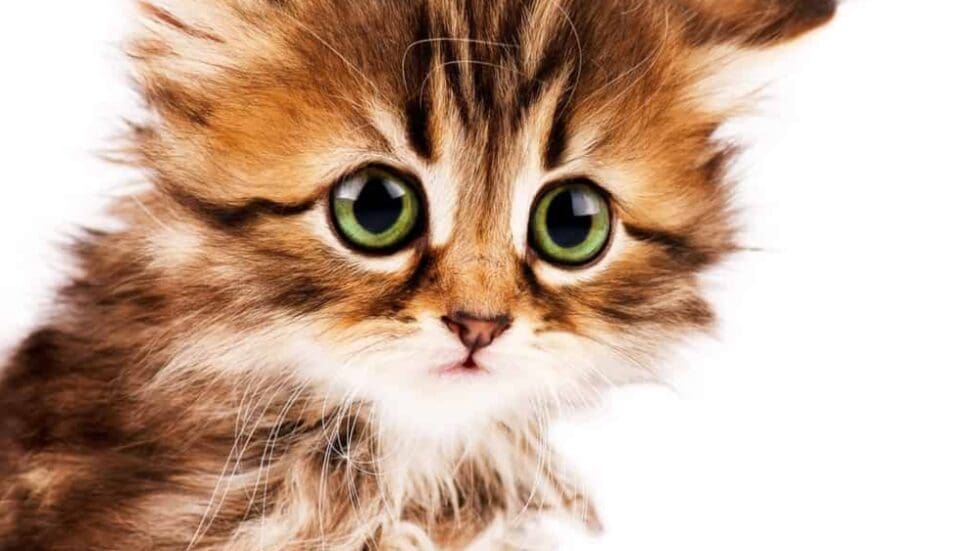 How to Adopt Kittens: 10 Kitten Adoption Do's & Don'ts