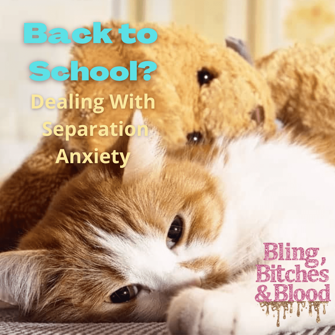 Cat Separation Anxiety: Causes, Symptoms & What to Do