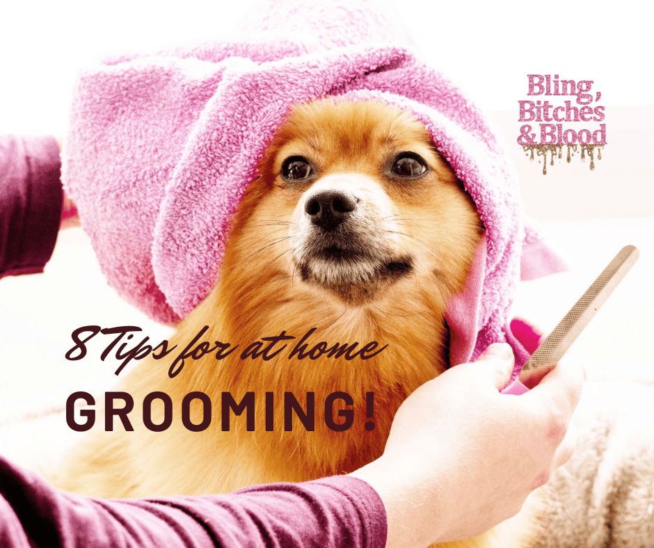 Image showcasing Pet Grooming At Home: 8 Tips for At-Home Dog Grooming