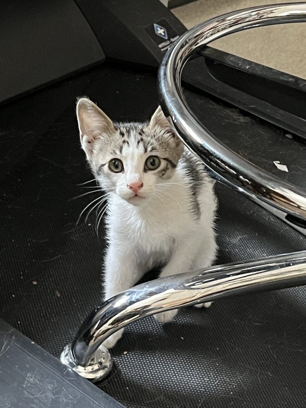 Visual Reference: Kitten Litter Box Training Learn How To Potty Train Cats
