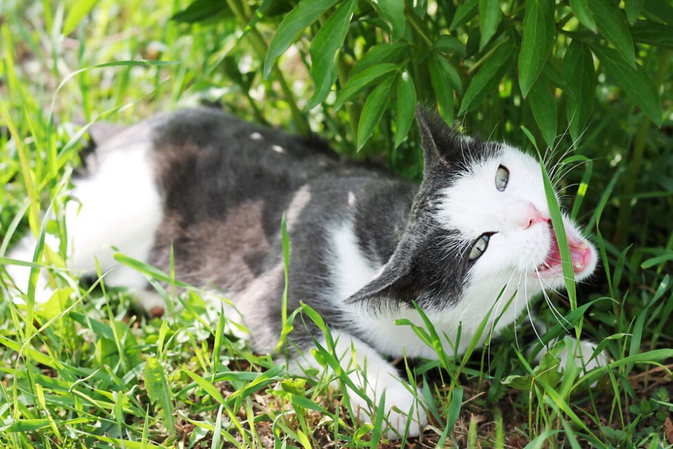 Illustration of Why Cats Know Eat Grass